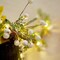 Pine Branch String Lights Norfolk Pine Garland with White Berry 6.5FT & 25LEDs Christmas Garland with Lights Battery Operated Lighted Christmas Garland for Mantle Christmas Tree Decorations